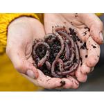 Aquaristik CSI Regenwürmer Laubwürmer Angeln 1-5Kg Csiworm (Klein 1kg)