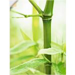 Grüne Artland Wandtattoos & Wandaufkleber Bambus aus Bambus 