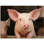 Pinke Artland Bilder & Wandbilder Schweine aus Holz 