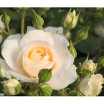 Weiße Dehner Rosen 