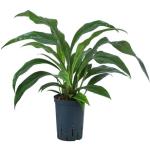 Blattanthurie - Anthurium ellipticum 'Jungle King', Hydro..., Grün