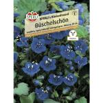 Blaue Sperli Balkonpflanzen & Beetpflanzen Insekten 