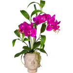 Lila Blumen & Pflanzen günstig online kaufen | Kunstorchideen