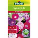 Dehner Blumen-Saatgut, Prunkwinde, Prachtmischung , 5er pack (5 x 2.5 g)