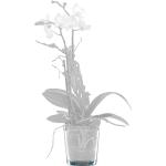 Weiße 13 cm Dehner Blumentöpfe & Pflanztöpfe Orchideen aus Glas beleuchtet 