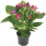 Pflanzen & online kaufen Blumen günstig Lila