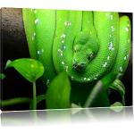 Grüne Kunstdrucke Schlangen mit Rahmen 