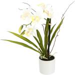 Beige Moderne Kunstpflanzen & Textilpflanzen Orchideen 