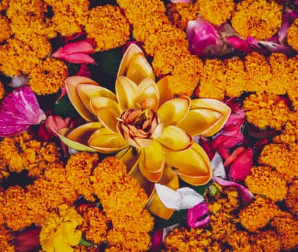 orange Blumen mit großer Lotusblüte 