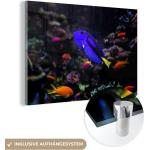 MuchoWow® Glasbilder - Bilder auf Wandbild - Foto auf Glas Ein Picasso-Doktorfisch in einem Aquarium 90x60 cm Wanddekoration aus Glas - Acrylglasbild - Acrylbilder - Wandmalerei auf Glas