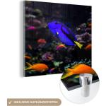 MuchoWow® Glasbilder - Bilder auf Wandbild - Foto auf Glas Ein Picasso-Doktorfisch in einem Aquarium 90x90 cm Wanddekoration aus Glas - Acrylglasbild - Acrylbilder - Wandschmuck - Bilder