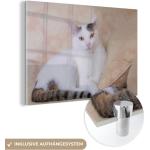 Weiße Bilder & Wandbilder Katzen glänzend aus Glas 