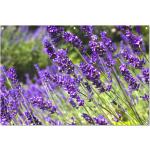 Lavendelfarbene Blumen & Pflanzen Lavendel 