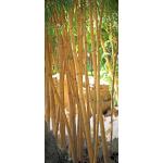 Goldene Türtapeten Bambus 