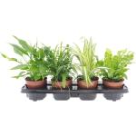 Grüne Zimmerpflanzen 4 Teile 