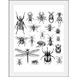 Schwarze Moderne Queence Kunstdrucke Insekten mit Rahmen 