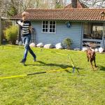 Reduzierte Schecker Hundetraining & Hundesportartikel 