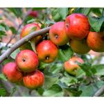 Rote Dehner Obstbäume Apfel 