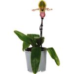 Venusschuh, Frauenschuh-Orchidee FloraSelf Paphiopedilum 'Pinocchio' H 30-35 cm Ø 12 cm Topf 1 Rispe