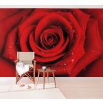 Rote Bilder-Welten Vliestapeten Rosen 