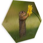 Bunte Moderne Bilder & Wandbilder Eichhörnchen furniert aus Birke mit Wandhalterung 