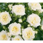 Weiße Dehner Rosen Rosen 